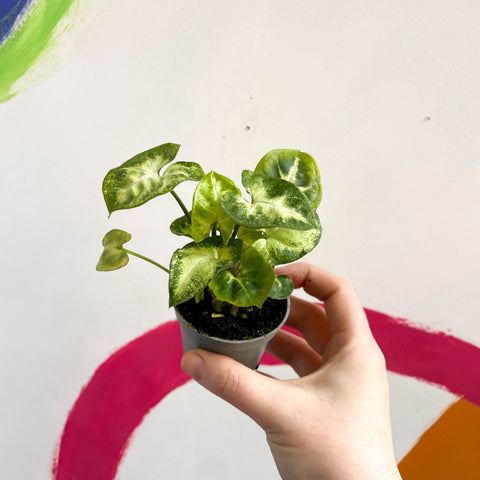 Arrowhead Vine - Syngonium podophyllum 'Pixie' - Sprouts of Bristol