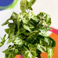Arrowhead Vine - Syngonium podophyllum 'Pixie' - British Grown - Sprouts of Bristol