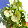 Arrowhead Vine - Syngonium podophyllum 'Tropicana' - British Grown - Sprouts of Bristol