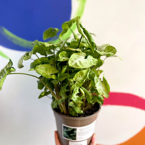 Arrowhead Vine - Syngonium podophyllum 'White Butterfly' - British Grown - Sprouts of Bristol