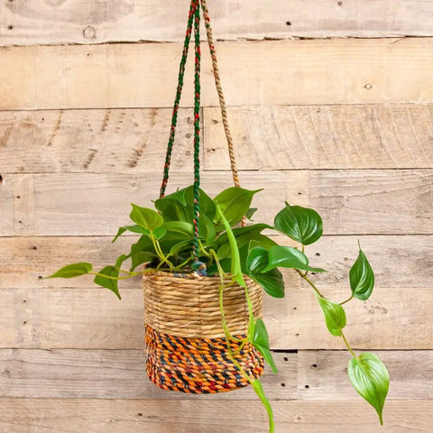 Artisan Cylindrical Hanging Plant Basket: Small - Sprouts of Bristol