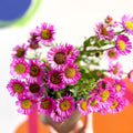 Aster 'Magic Purple' - Cotswold Grown Perennial - Sprouts of Bristol