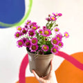 Aster 'Magic Purple' - Cotswold Grown Perennial - Sprouts of Bristol