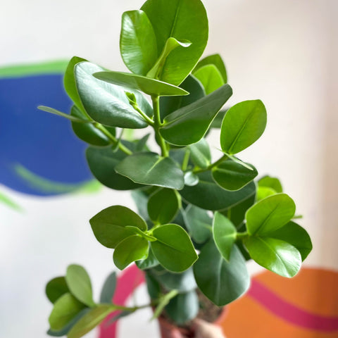Autograph Tree - Clusia rosea 'Princess' - Sprouts of Bristol