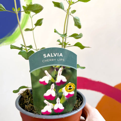 Autumn Sage - Salvia greggii 'Cherry Lips' - British Grown Perennial - Sprouts of Bristol