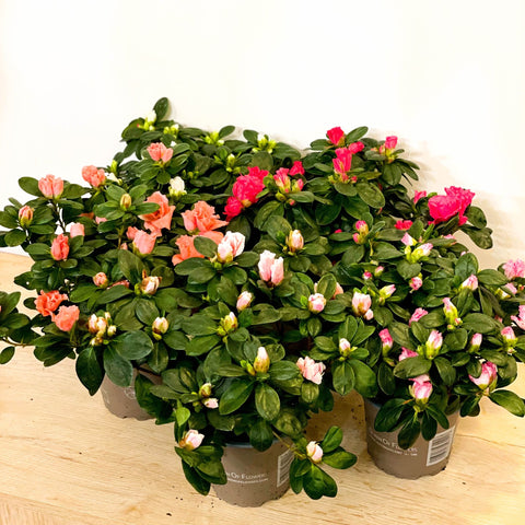 Azalea 'Flandresse' - Rhododendron simsii - Sprouts of Bristol