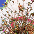 Azalea - Rhododendron japonica 'Amoena' - Evergreen Shrub - Sprouts of Bristol