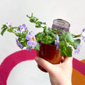 Bacopa - Chaenostoma 'Megacopa Blue' - British Grown Perennial - Sprouts of Bristol