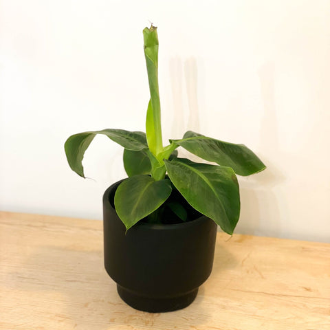 Banana Plant - Musa acuminata 'Cheeka' - Sprouts of Bristol