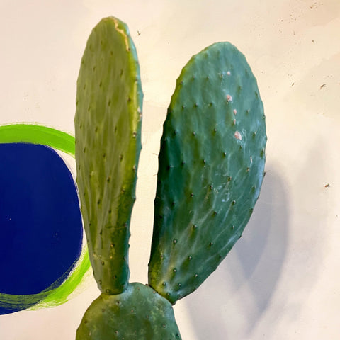 Barbary Fig - Opuntia ficus-indica - Sprouts of Bristol