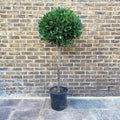 Bay Tree - Laurus nobilis - Sprouts of Bristol