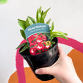 Beard Tongue - Penstemon 'Arabesque Red' - British Grown Perennial - Sprouts of Bristol