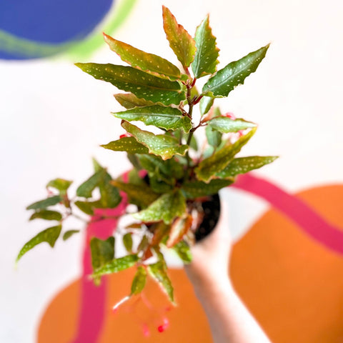 Begonia albopicta 'Rosea' - Welsh Grown - Sprouts of Bristol