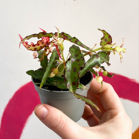 Begonia amphioxus - Sprouts of Bristol