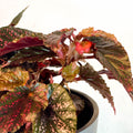 Begonia 'Benigo' - Sprouts of Bristol