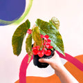 Begonia 'Comte De Lesseps' - Welsh Grown - Sprouts of Bristol