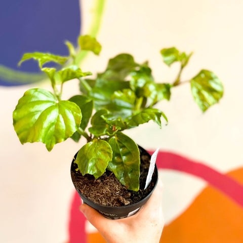 Begonia convolvulacea - Welsh Grown - Sprouts of Bristol