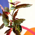 Begonia 'Down Home' - Welsh Grown - Sprouts of Bristol