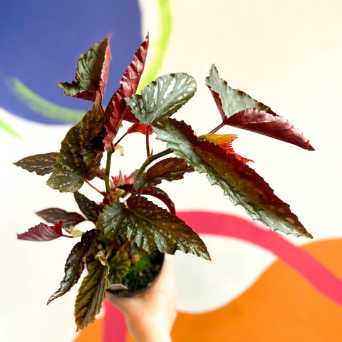 Begonia 'Down Home' - Welsh Grown - Sprouts of Bristol