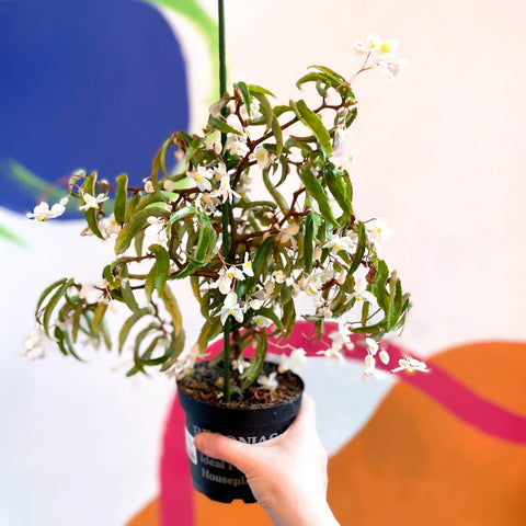 Begonia echinosepala var. elongatifolia - Welsh Grown - Sprouts of Bristol