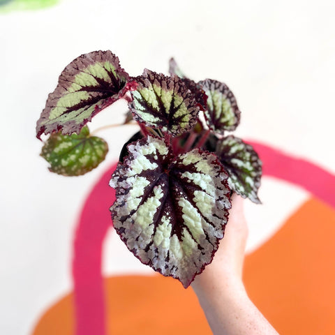 Begonia 'Fireworks' - Welsh Grown - Sprouts of Bristol