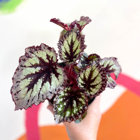 Begonia 'Fireworks' - Welsh Grown - Sprouts of Bristol