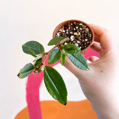 Begonia fuchsioides - Welsh Grown - Sprouts of Bristol