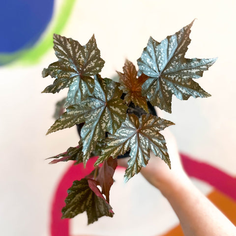 Begonia 'Gryphon' - Sprouts of Bristol