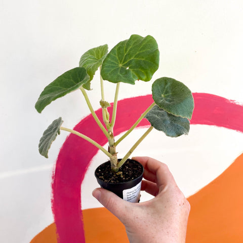 Begonia kellermanii - Welsh Grown - Sprouts of Bristol