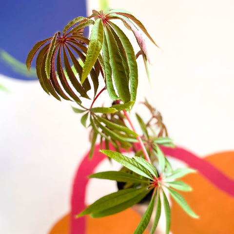 Begonia luxurians - Welsh Grown - Sprouts of Bristol