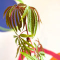 Begonia luxurians - Welsh Grown - Sprouts of Bristol