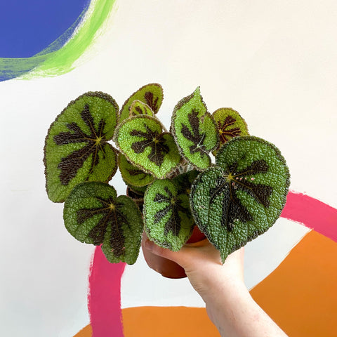 Begonia masoniana 'Rock' - Sprouts of Bristol