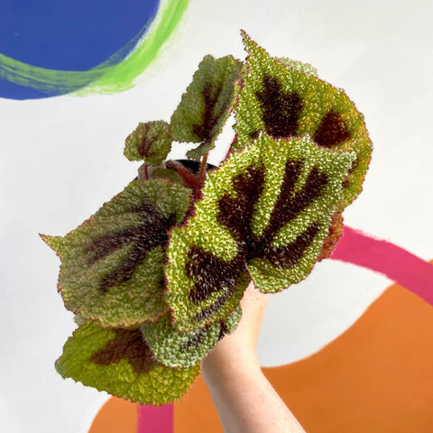 Begonia masoniana - Welsh Grown - Sprouts of Bristol