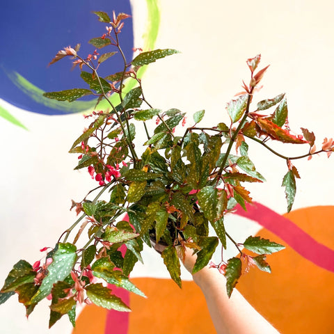 Begonia medora - Welsh Grown - Sprouts of Bristol