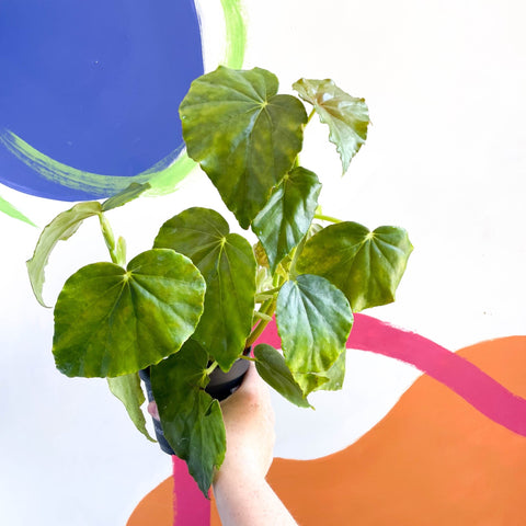 Begonia odorata alba - Welsh Grown - Sprouts of Bristol