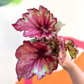 Begonia 'Raspberry Swirl' - Welsh Grown - Sprouts of Bristol