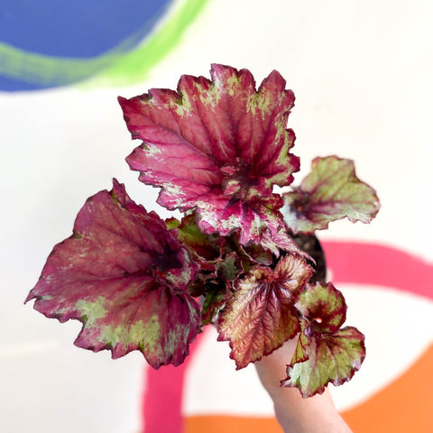 Begonia 'Raspberry Swirl' - Welsh Grown - Sprouts of Bristol