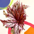 Begonia rex 'Benitochiba' - Welsh Grown - Sprouts of Bristol