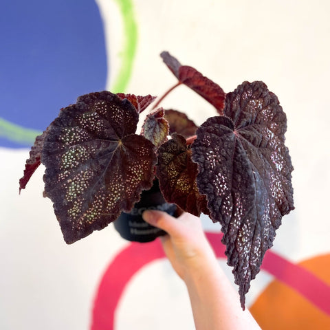 Begonia rex 'Black Knight' - Welsh Grown - Sprouts of Bristol
