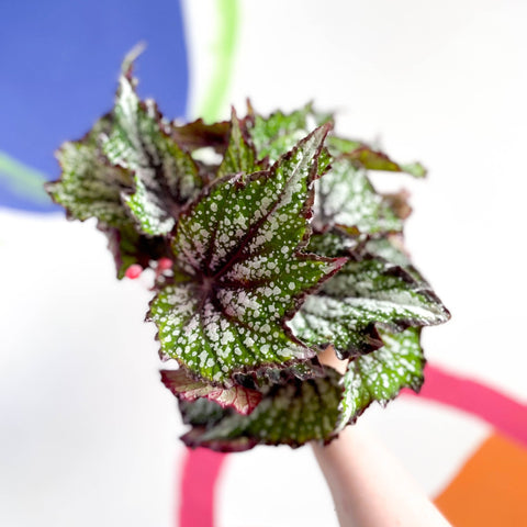 Begonia rex 'Bostella' - Sprouts of Bristol