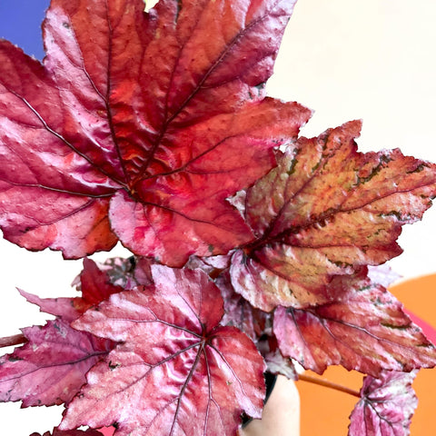 Begonia rex 'Candy Queen' - Welsh Grown - Sprouts of Bristol
