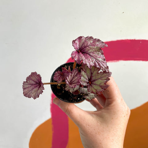 Begonia rex 'Candy Queen' - Welsh Grown - Sprouts of Bristol