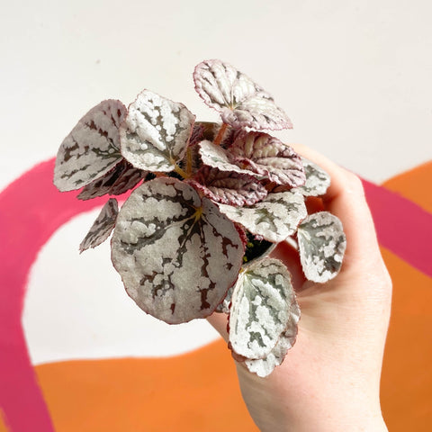 Begonia rex 'Chayo' - Sprouts of Bristol