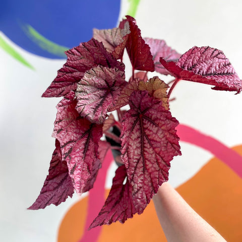 Begonia rex 'David Blais' - Welsh Grown - Sprouts of Bristol
