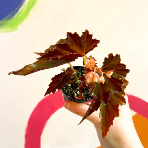 Begonia rex 'Dawnal Meyer' - Welsh Grown - Sprouts of Bristol