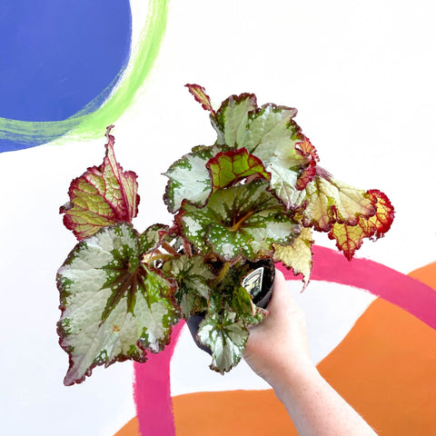 Begonia rex 'Green Gold' - Welsh Grown - Sprouts of Bristol