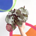 Begonia rex 'Hawaiian Silver' - Sprouts of Bristol