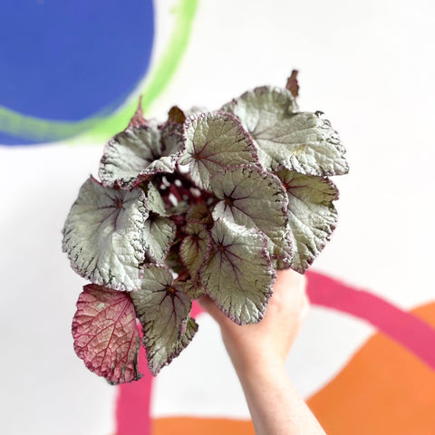 Begonia rex 'Hawaiian Silver' - Sprouts of Bristol