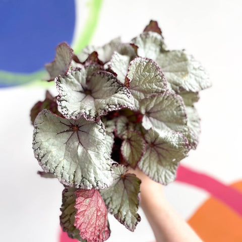 Begonia rex 'Hawaiian Silver' - Sprouts of Bristol