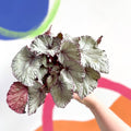 Begonia rex 'Hawaiian Silver' - Sprouts of Bristol
